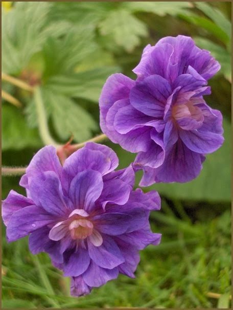 .. Geranium Himalayense, Mighty Warrior, Hardy Geranium, Blue And Purple Flowers, Pretty Plants, Perennial Plants, Exotic Flowers, Flower Beauty, Beautiful Blooms