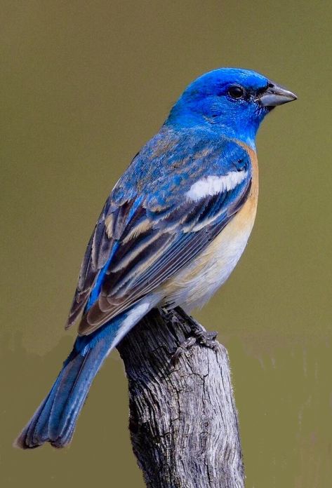 Lazuli Bunting Bird, Lazuli Bunting, Vogel Gif, Bunting Bird, World Birds, Bullfinch, Finches, Rare Birds, Australian Birds