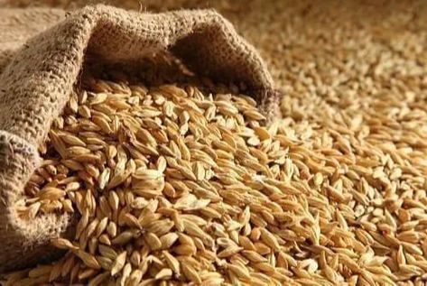 Indian Barley, High in Protein, Packaging Type: 10kg,20kg And 50kg, Rs 15 /kg | ID: 21862993130 Barley Health Benefits, Barley Benefits, Barley Water, Lemon Scrub, Breakfast Places, Yennefer Of Vengerberg, Diner Recipes, Soluble Fiber, Single Malt Whisky