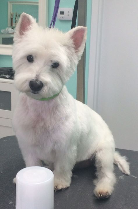 The UpScale Tail, Pet Grooming Salon, Naperville www.theupscaletail.us 💜🐶✂️ Westie Grooming Styles, Westie Haircut Hairstyles, Ellie Haircut, Westie Grooming, West Terrier, Dog Bandana Pattern, Pet Grooming Salon, Dog Grooming Styles, Dog Grooming Salons