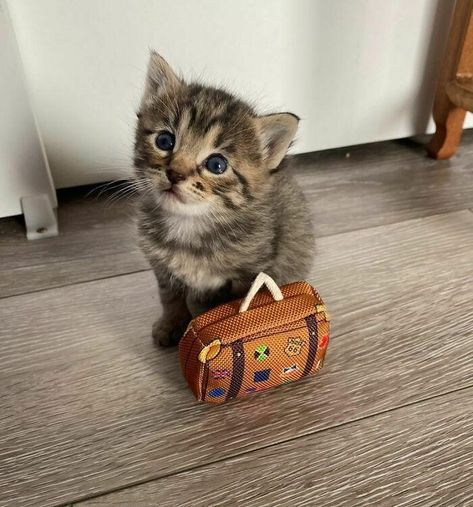 Heartwarming Collection Of Itty Bitty Kitties - I Can Has Cheezburger? Things Wallpaper, Tiny Cats, Funny Random, Söt Katt, Seni Dan Kraf, Funny Animal Memes, Cute Cats And Kittens, Cute Kittens, Funny Animal Pictures