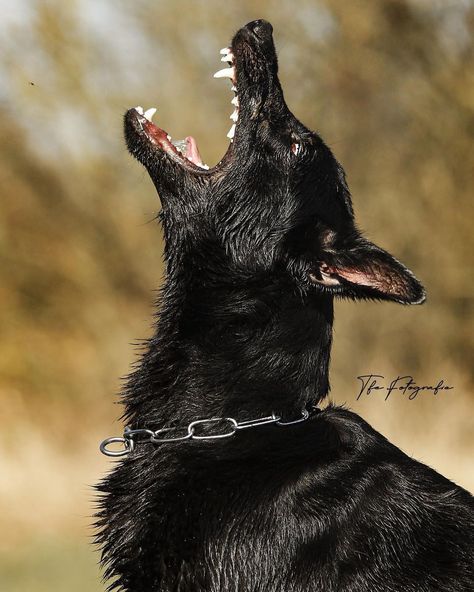 Dog Baring Teeth, Snarling Dog Reference, Dog Snarling Reference, Dog Face Reference, Rabid Dog Aesthetic, Dog Looking Down, German Shepherd Reference, Working German Shepherd, Dog Looking Up