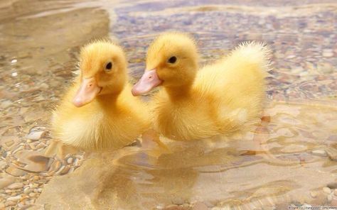 Duck Aesthetic, Duck And Ducklings, Cute Ducks, Duck Wallpaper, Pet Ducks, Cute Ducklings, Baby Duck, Quack Quack, Duck Duck