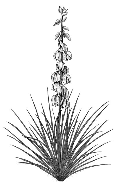 Another Yucca                                                                                                                                                                                 More Yucca Tattoo, New Mexico Tattoo, Yucca Flower, Desert Tattoo, Mexico Tattoo, Cactus Tattoo, Cactus Drawing, Yucca Plant, Flower Sleeve