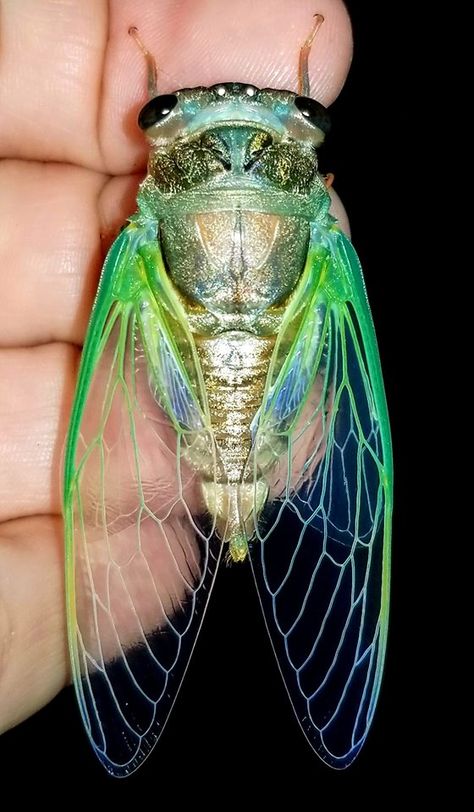 This guy is just 5 minutes old. I released him when his neon green wings and disco gold body hardened, turning to a dark brown and bronze-green.  The cicadas are a superfamily, the Cicadoidea, of insects in the order Hemiptera. They are in the suborder Auchenorrhyncha, along with smaller jumping bugs such as leafhoppers and froghoppers Pretty Bugs, Cicada Tattoo, Intermediate Art, Air Energy, Insect Taxidermy, Cool Insects, Green Wing, Insect Wings, Cool Bugs