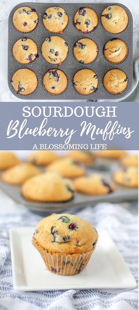 Sourdough Blueberry Muffins, Sourdough Blueberry, Blueberry Oatmeal Cookies, Sourdough Muffins, Recipe Using Sourdough Starter, Gluten Free Blueberry Muffins, Healthy Blueberry Muffins, Sourdough Starter Discard Recipe, Moist Muffins