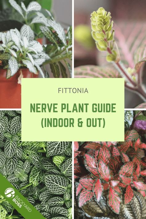 This complete guide includes everything you need to know about nerve plants including buying a nerve plant, nerve plant planting, nerve plant care, nerve plant propagation, how to grow nerve plants indoors, how to grow nerve plants outdoors, and the different varieties of Fittonia including pink nerve plants, purple nerve plants, red nerve plants, and more!  #nerveplant #fittonia Nerve Plant Care, Garden Renovation Ideas, Plants Purple, Indoor Gardening Supplies, Nerve Plant, Red Veins, Plant Propagation, Plant Guide, Covered Garden