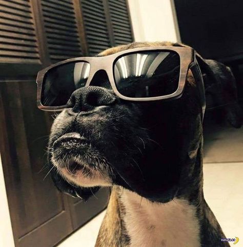 28 Good Looking Animals That Take Better Pictures Than You Animals In Sunglasses, Sunglasses Funny, Funny Family Photos, Boxer Love, Joe Cool, Wood Sunglasses, Dog Rules, Red Cat, Boxer Dogs