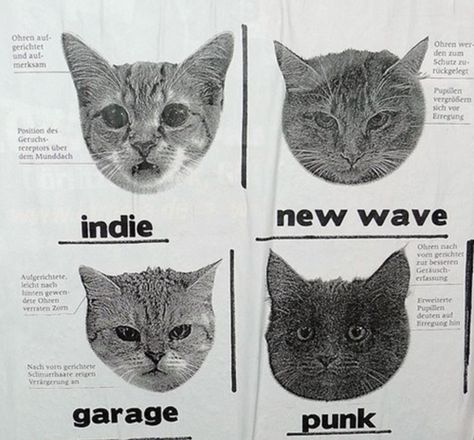 Punk Cats, Garage Punk, Mysterious Girl, Aesthetic Indie, Silly Cats, Grunge Aesthetic, New Wave, Cool Cats, Cute Cats