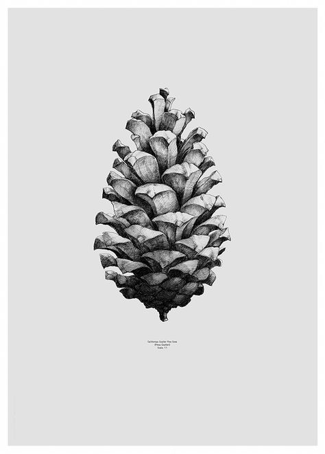 Illustration Kunst, Paper Collective, Arte Sketchbook, Komodo, Art Et Illustration, Buy Art Online, Art And Illustration, Pine Cone, Pen Drawing