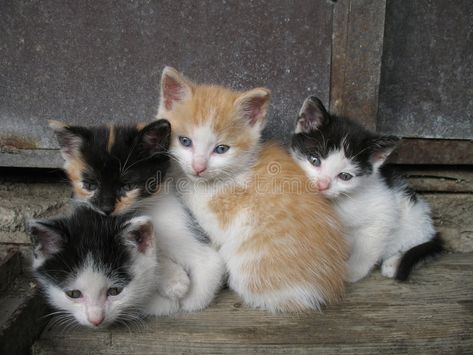 Kittens. Four cat siblings sitting together , #ad, #cat, #Kittens, #sitting, #siblings #ad Four Cats Together, Modern Graphic Design, Graphic Design Logo, Mammals, Royalty Free, Royalty Free Stock Photos, Kittens, Stock Images, Logo Design