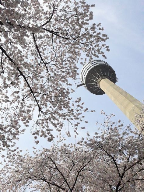 Cherry Blossom in Daegu, Cherry Blossom Wallpaper Korea Hd, Trip Korea Things to Do, 83 Tower Daegu Seoul Skyline, Hiroshima Peace Memorial, Mount Fuji Japan, Blossom Wallpaper, Cherry Blossom Wallpaper, Seoul Travel, Lotte World, Cherry Blossom Festival, Travel Mirror