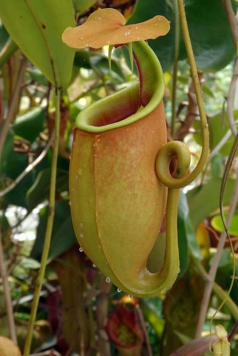 Carnivorous Pitcher Plant, Insectivorous Plant, Goth Garden, Nature Projects, Pitcher Plant, Garden Nursery, Carnivorous Plants, Plant Illustration, Exotic Plants