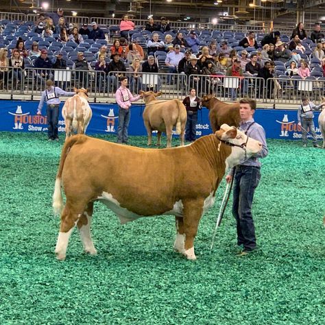 Champion Polled Hereford steer . Houston Livestock show 2019 Livestock Showing, Show Steers, Show Goats, Livestock Show, Showing Livestock, Hereford, Ffa, Family Farm, Goats