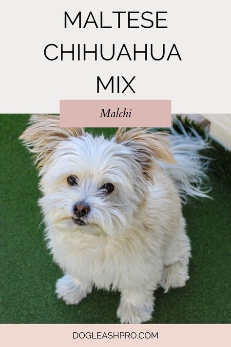 Maltese Chihuahua Mix: Malchi Complete Guide Maltese Chihuahua Mix Puppies, Malchi Puppies, Malchi Dogs, Chihuahua Black, Chihuahua Mix Puppies, Sassy Animals, Chihuahua For Sale, Dog Dna Test, Maltese Mix