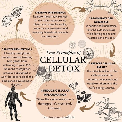 WHAT IS CELLULAR DETOX? And Should You Do It? Detox Herbs, Body Toxins, Anima Mundi, Parasite Cleanse, Tea Cleanse, Ayurvedic Healing, Holistic Diet, Cellular Level, Cell Membrane