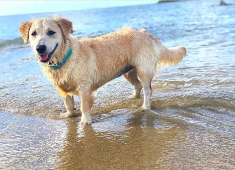 Corgi Golden Retriever, Corgi Cross, Corgi Dog Breed, Corgi Breeds, Corgi Facts, Dog Golden Retriever, Dog Breed Names, All Dog Breeds, Dog Breeds Pictures