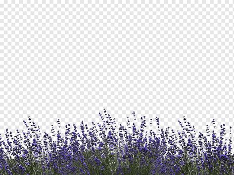 English Lavender Plant, Lavender Png, Png Landscape, Landscape Lavender, Flower Overlay, Photoshop Landscape, Lavender Bush, Texture Photoshop, Plant Texture