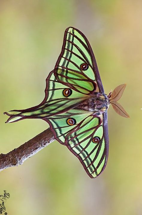 Spanish Moon Moth Spanish Luna Moth Tattoo, Spanish Luna Moth, Luna Moth Art The Moon, Luna Moth Photography, Moth Reference Photo, Spanish Moon Moth Tattoo, Moth Photo, Spanish Moon Moth, Colorful Moths