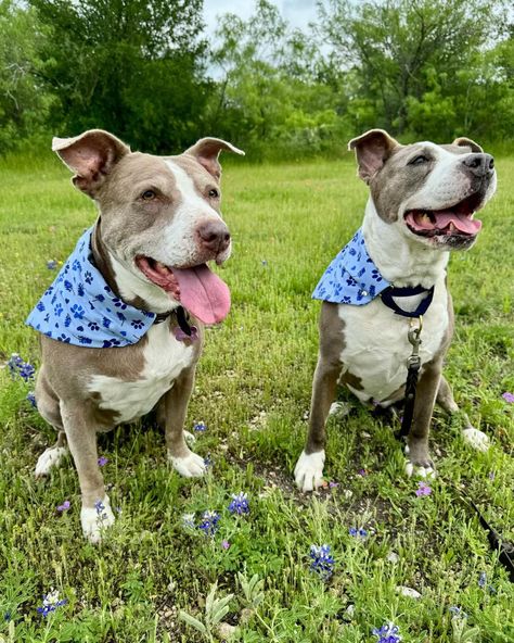 🌼🐾 Sneak Peek Alert! 🐾🌼⁠ ⁠ Bluebonnets might be saying goodbye for the season, but our latest Bluebonnet Designs are just beginning to bloom in style! Check out these adorable Supup Models (Super Model Pups) showing off our upcoming launch. 🎉✨ Okay okay their modeling needs some work but they tried 😜⁠ ⁠ Stay tuned for the official launch, and get ready to wrap your beloved pet in a little piece of perennial beauty! 💙⁠ #bluebonnets #austin #BluebonnetBandanas #ForeverInBloom #texasbluebonnets Volunteer Appreciation Week, Zilker Park, Texas Bluebonnets, Volunteer Appreciation, Animal Shelters, Super Model, Appreciation Cards, Adopt Me, Big Reveal