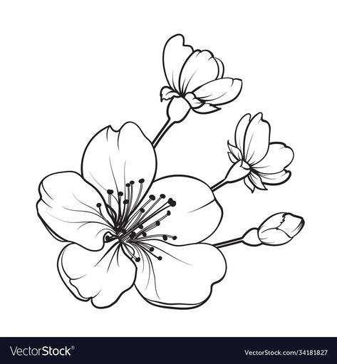 Cherry Blossom Drawing, Japanese Flower Tattoo, Sakura Art, Sakura Flowers, Sakura Flower, Flower Sketches, Japanese Flowers, Flower Tattoo Designs, Hand Drawn Design