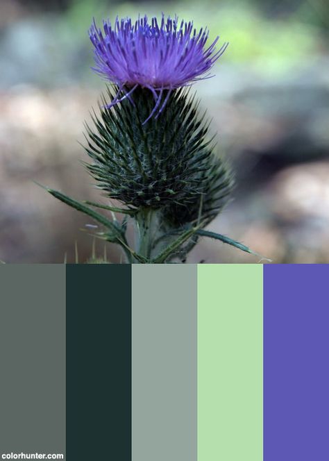 Purple Milk Thistle Flower In Bloom Color Scheme from colorhunter.com Thistle Colour Palette, Scotland Colour Palette, Thistle Color Palette, Scotland Color Palette, Bloom Color Palette, Website Color Themes, Thistle Color, Thistle Quilt, Bnb Ideas