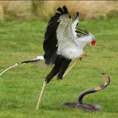 Sagittarius Serpentarius, South African Birds, Secretary Bird, Dragon Bird, Best Cameras, Roleplay Characters, Bird Hunting, Bird Watcher, Creature Feature