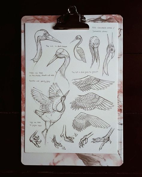 Crane Sketch, Hsc Art, Crane Drawing, Crane Pose, Leg Reference, Japanese Crane, Art Major, Red Crown, Figure Poses