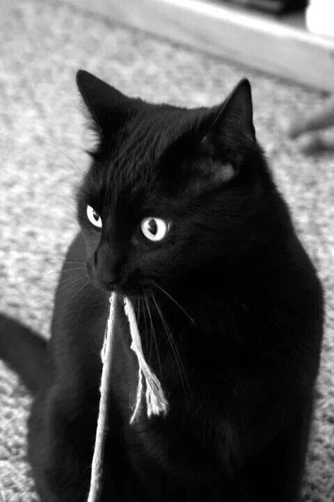 renesoto Black Cat Playing, Cat Behaviour, All Black Cat, Crazy Eyes, A Black Cat, Black Kitten, Cat Boarding, White Cats, Funny Cat Memes