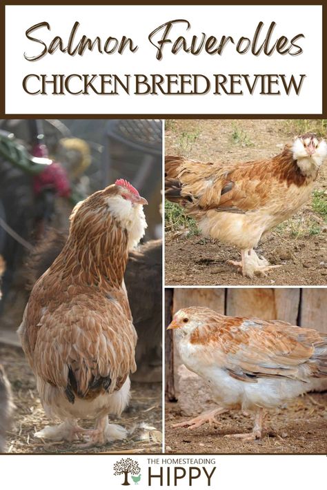 A heritage breed developed in France, the Faverolle is a large breed kept for exhibition, egg laying, and also for their quiet, docile, friendly personalities. #chickens #homesteading Quiet Chicken Breeds, Faverolles Chicken, Raising Goats, Raising Backyard Chickens, Egg Laying, Chicken Breeds, Raising Chickens, Chicken Nuggets, Grow Your Own Food