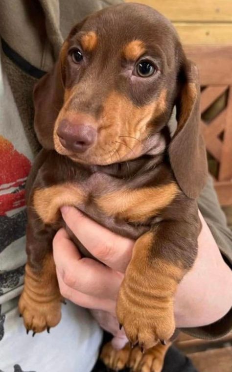 Chocolate Dachshund, Mixed Dog Breeds, Doxie Puppies, Baby Dachshund, Miniature Schnauzer Puppies, Hybrid Dogs, Dapple Dachshund, Dachshund Mix, Schnauzer Puppy