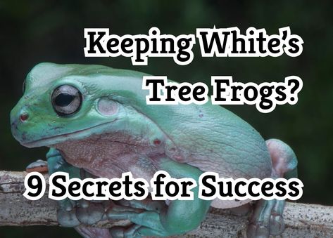 Keeping White’s Tree Frogs? 9 Secrets for Success Whites Tree Frog Safe Plants, Tree Frog Terrarium, Dumpy Tree Frog, Frog Friends, Frog Terrarium, Frog Tank, Whites Tree Frog, Pet Frogs, Conservation Biology