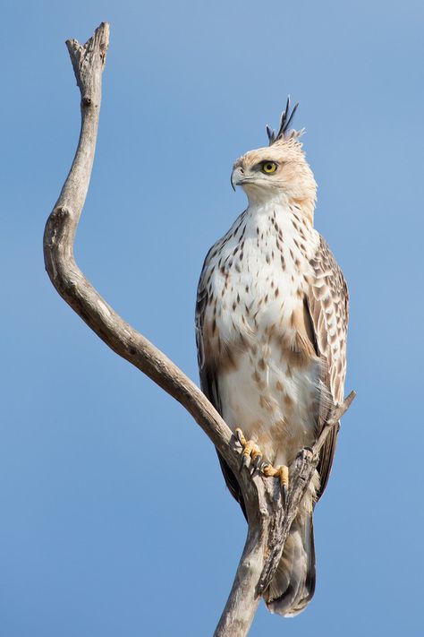 Aigle huppé (Nisaetus cirrhatus) Hawk Species, Types Of Eagles, Hawk Eagle, Raptors Bird, Hawk Bird, Nature Birds, Big Bird, Exotic Birds, Amazing Facts