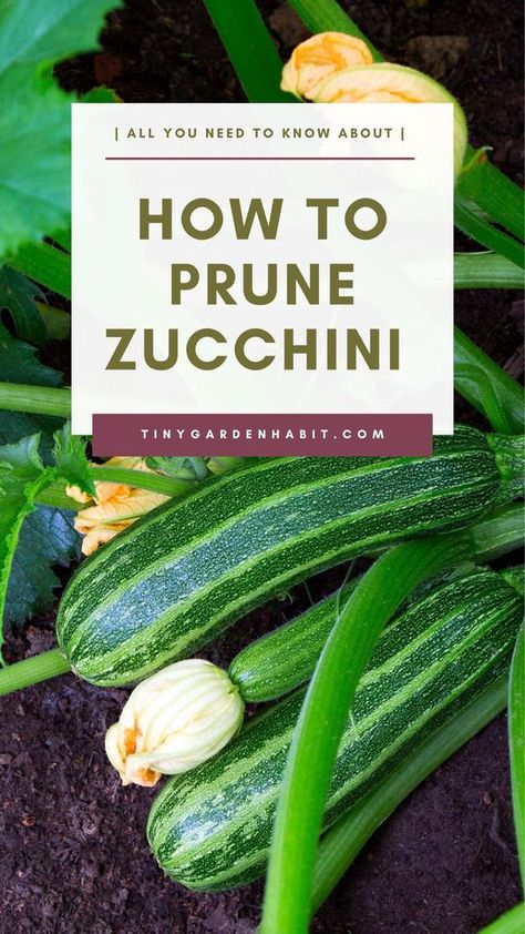 Pruning zucchini plants will greatly contribute to their health and productivity. In this complete guide to pruning zucchini plants, you'll learn how and how much to prune, when to stake and more. How To Stake Zucchini Plants, How To Prune Zucchini Plants, Pruning Zucchini Plants, Zucchini Trellis, How To Grow Zucchini, Garden Squash, Zucchini Growing, Productive Summer, Summer Crops