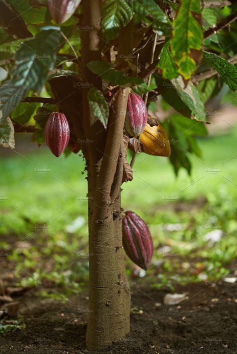 Cacao tree plant ~ Nature Photos ... Chefs Tattoo, Bookmark Inspiration, Cacao Plant, Cacao Tree, Cacao Fruit, Fruit Bearing Trees, Rainforest Plants, Photo Wall Decor, Farm Photography