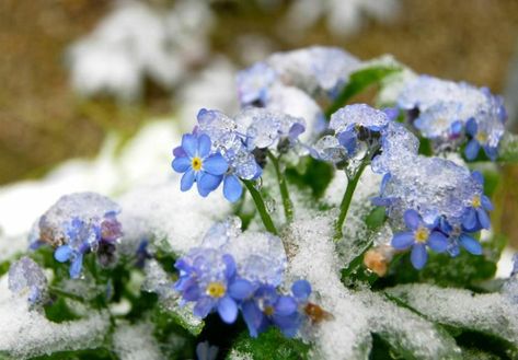 Glory Of The Snow, Sweet Pea Flowers, Forget Me Not Flowers, Snow Flower, End Of Winter, Pea Flower, Flowering Shrubs, Growing Seeds, Crystal Blue