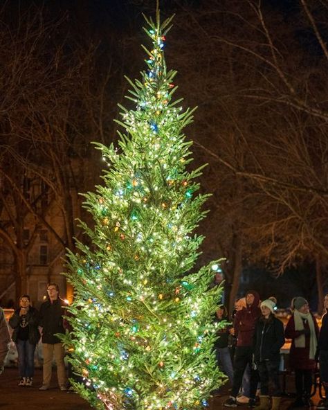 Bethel College on Instagram: "Last night was the annual Tree Lighting ceremony on campus! It is so magical to see our Beautiful Campus lit up for the holiday season! #WeAreThreshers #Christmas #TreeLighting #RollOn #MerryChristmas #ChristmasLights #ChristmasTree" Christmas Tree Lighting Event, Christmas Tree Lighting Ceremony, Christmas Tree Farm, Tree Farm, Watercolor Christmas, Tree Farms, Tree Lighting, Christmas Tree Lighting, Art Project