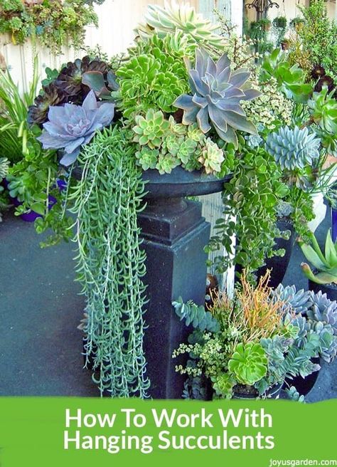 Burros Tail, Plants In Pots, Plant Hanging, Succulent Garden Design, Succulent Gardens, Leaves Falling, Succulent Garden Diy, Hanging Succulents, Succulent Gardening