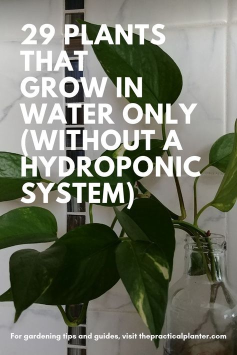 Water Plants Indoor, Plants Grown In Water, Water Garden Plants, Indoor Water Garden, Hydroponics Diy, Hydroponic Growing, Hydroponic Plants, Inside Plants, Growing Plants Indoors