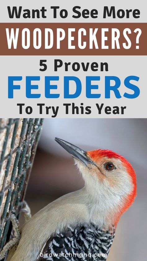 Try these proven woodpecker feeders to see more birds in your backyard. A few even work well at attracting Pileated Woodpeckers! Suet is the best food to use in most of these feeders, and the better quality you purchase the more woodpeckers you may see. H Woodpecker Feeder Diy, Birding Tips, Woodpecker Feeder, Backyard Habitat, Backyard Birds Watching, Yard Crafts, Backyard Birds Sanctuary, Backyard Birds Feeders, Best Bird Feeders