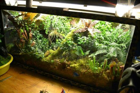 Salamander setup Dart Frog Tank, Dart Frog Terrarium, Dart Frog Vivarium, Bioactive Vivarium, Frog Terrarium, Frog Tank, Gecko Terrarium, Fish Tank Themes, Poison Dart Frog