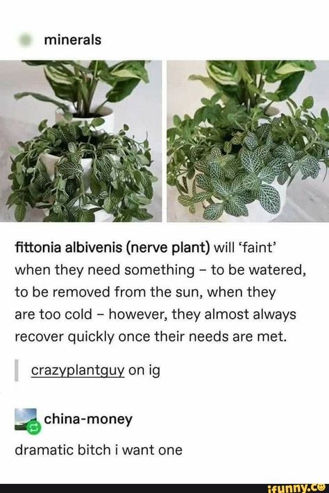 Minerals fittonia albivenis (nerve plant) will 'faint' when they need something to be watered, to be removed from the sun, when they are too cold however, they almost always recover quickly once their needs are met. crazyplantguy on ig dramatic bitch i want one - iFunny :) Nerve Plant, Pretty Plants, Plant Mom, Plant Lady, Cool Plants, Nerve, Plant Life, Green Thumb, Botany