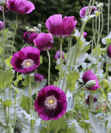 How to Grow Poppies and Favorite Varieties - FineGardening Diningroom Ideas, Peony Poppy, Breadseed Poppy, Growing Poppies, Poppies Flower, Boston Garden, Anemone Flowers, Backyard Flowers, Best Flowers