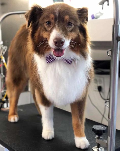 Australian Shepherd Grooming: An Ultimate Guide (With FAQs) Aussie Haircut Styles, Aussie Haircut, Australian Shepherd Haircut, Australian Shepherd Grooming, Grooming Australian Shepherd, Toy Aussie, Aussie Shepherd, Long Dog, Aussie Puppies