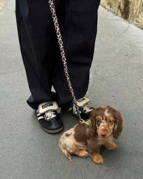 Dog Mommy, Dachshund Puppies, Weimaraner, Sausage Dog, Cute Creatures, Cocker Spaniel, Doberman, Spaniel, Puppy Love