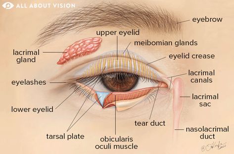 Eyelid: Parts of the Eyelid and How They Work - All About Vision Eyelid Anatomy, Triple Eyelid, Opthalmic Technician, Swollen Eyelid, Eye Anatomy, Eye Facts, Human Body Organs, Medical Transcription, مشروعات العلوم