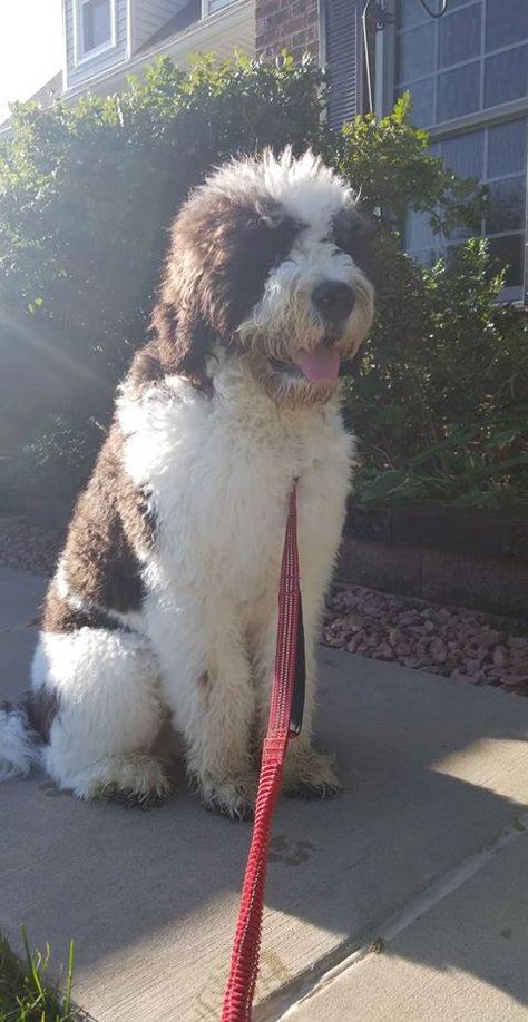 St Bernard Poodle Mix Dogs, Saint Bernard Doodle, Saint Berdoodle Haircuts, Saint Bernedoodle, Saint Bernadoodle, St Bernadoodle, Saint Bernard Poodle, Saint Berdoodle, Bernadoodle Puppy