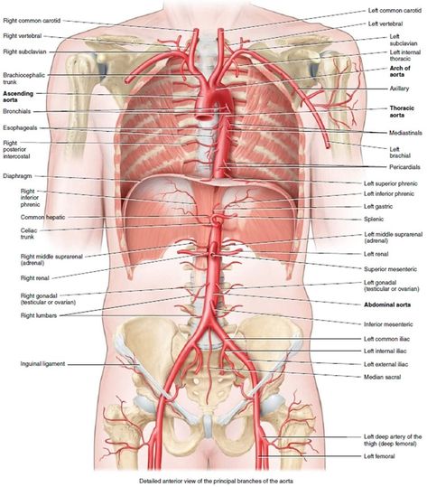 Aorta Branches, Aorta Anatomy, Bicuspid Aortic Valve, Anatomy Male, Abdominal Aorta, Subclavian Artery, General Anaesthesia, Carotid Artery, Types Of Surgery