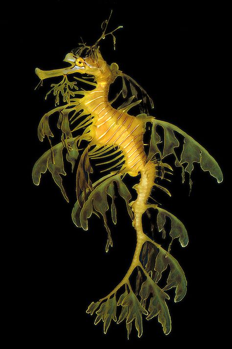 Leaf Sea Dragon, Yellow Sea Creatures, Tropical Sea Creatures, Sea Life Reference, Sea Life Reference Photos, Interesting Sea Creatures, Leafy Sea Dragon Drawing, Unique Sea Creatures, Leafy Seahorse