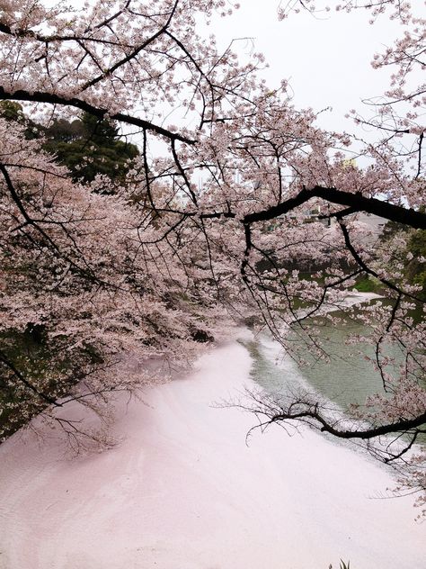 ⠀ Sakura Tree, Nothing But Flowers, Japan Aesthetic, Aesthetic Japan, Pretty Wallpapers Backgrounds, Pretty Places, Nature Animals, Pretty Flowers, Beautiful Views